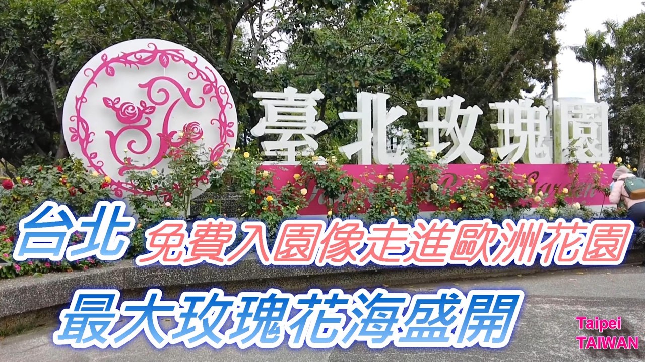 台北最大玫瑰花海盛開！免費入園像走進歐洲花園｜台北玫瑰園玫瑰展 Taipei Rose Garden Walk Vlog 🌹✨ #台北景點 #玫瑰花季 #台北旅遊 #Taipei