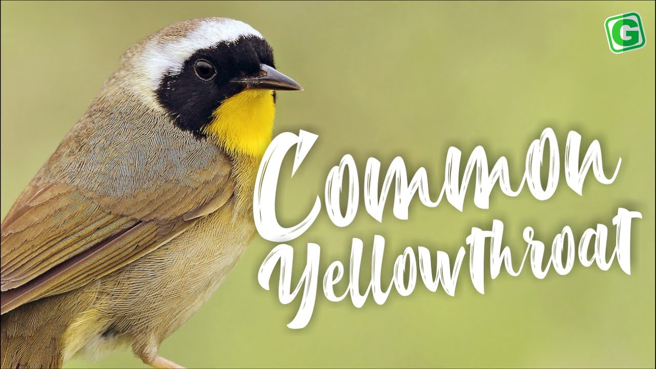Common yellowthroat Bird Song, Sounds, Call, Sonido | Geothlypis Trichas