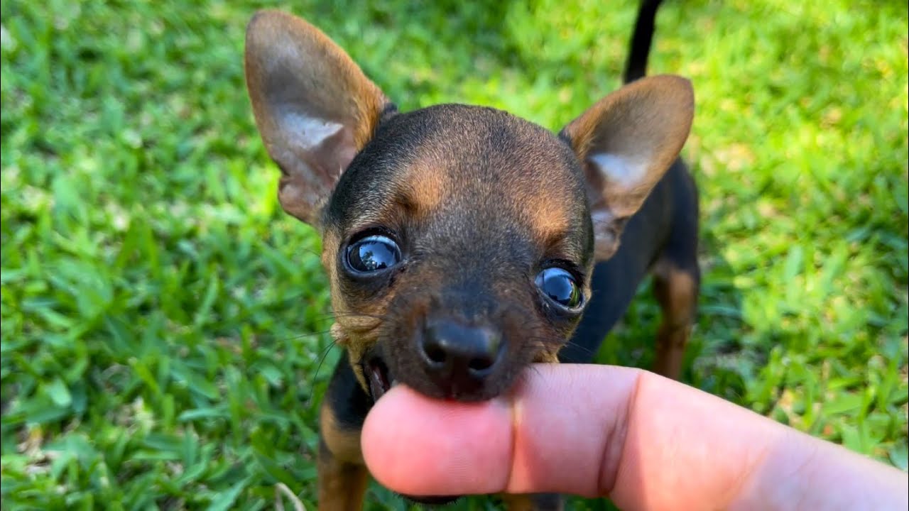 PILILIU SOFRE ACIDENTE, CAIU NO BURACO | PINSCHER FILHOTES