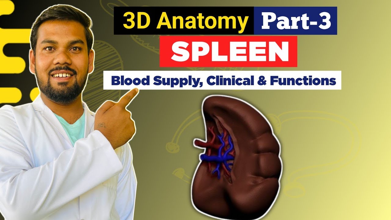 Part-3 | Spleen Anatomy | Blood Supply, Lymph Drainage, Innervation , Function & Clinical Explained