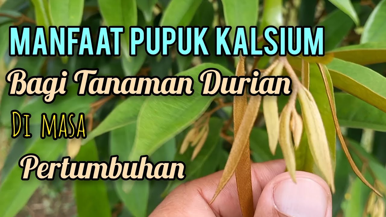 Manfaat pupuk kalsium bagi tanaman durian di masa pertumbuhan