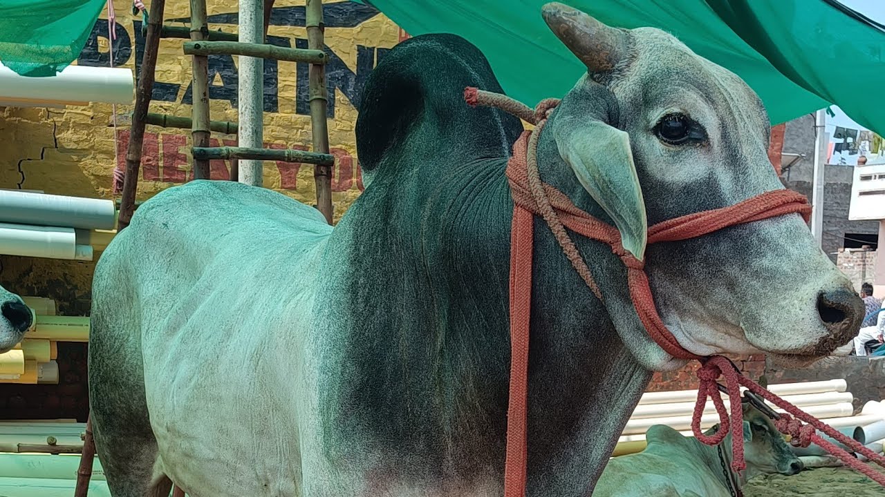 युवा नन्दी पर्वत ⭐ मां रामा नाना रामु और पिता शक्ति और दादी बुड्ढी माई भारती शुद्ध हरियाणा नस्ल 🔥