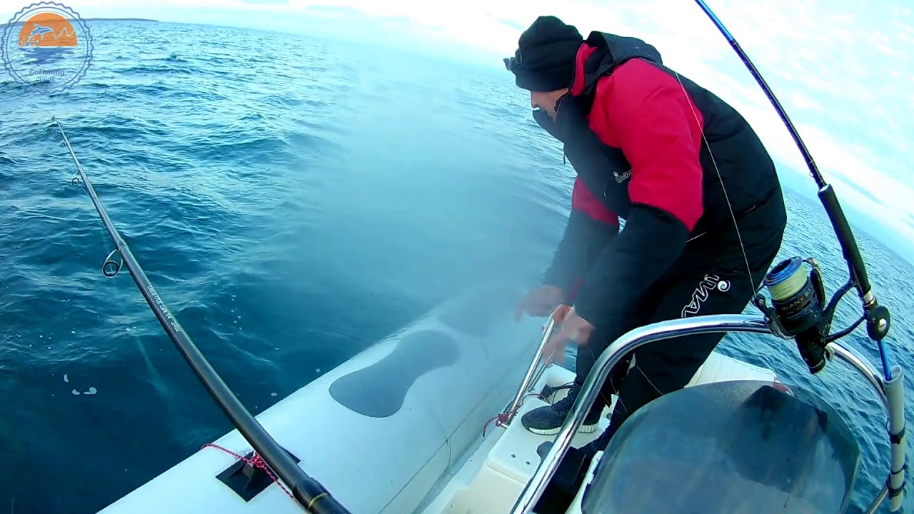 TATAKI vs PESKAFONDO - 7:9 - SQUID fishing (Lignjolov) Croatia - M. Losinj