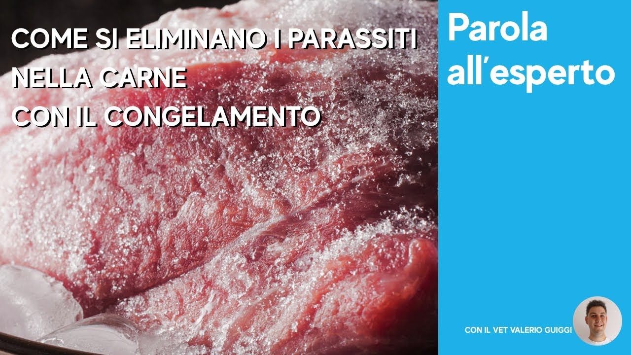 Come si eliminano i parassiti dalla carne per i cani con il congelamento?