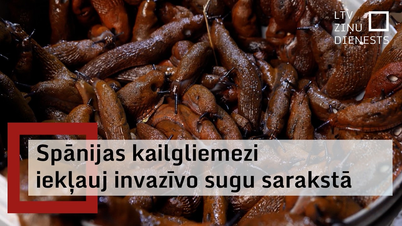 Cīņa pret Spānijas kailgliemežiem turpinās; suga pasludināta par invazīvu