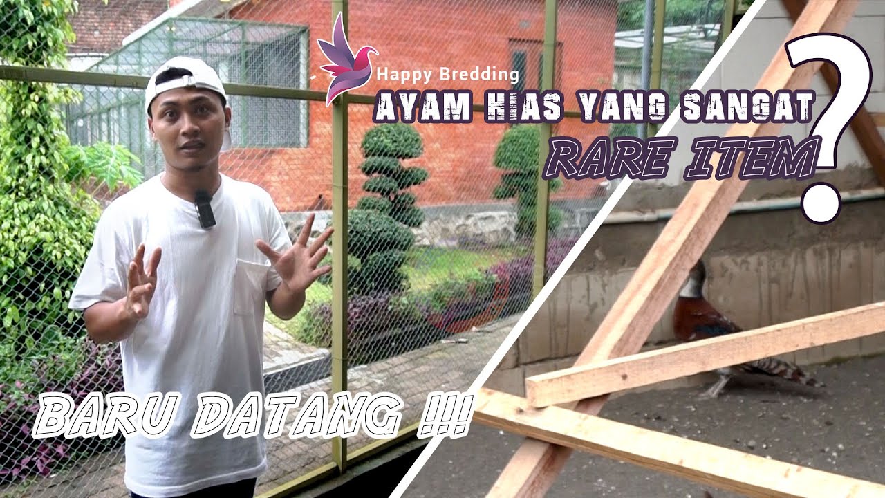 Review AYAM HIAS RARE ITEM yang baru datang !!!! #ternak #ternakayam #ternakayamhias #bursaayamhias