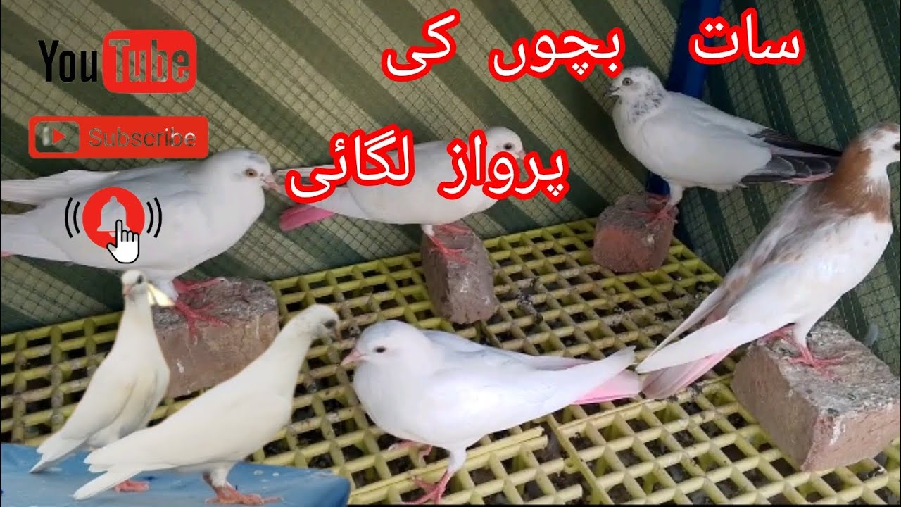 اج سات بچوں کی پرواز جس میں سے دو بچے رہ گئے ❤️❤️