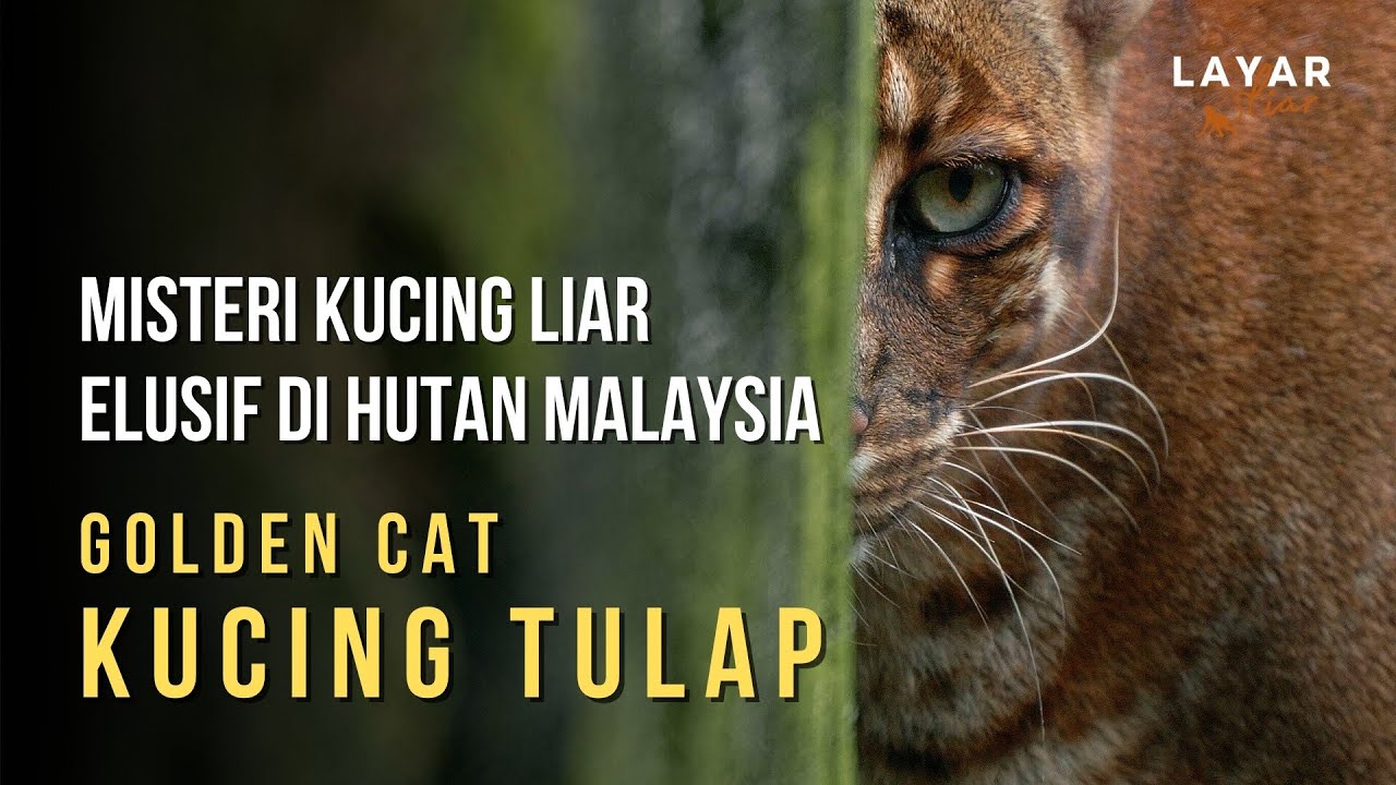 Kucing Tulap - Spesies Misteri di Hutan Malaysia