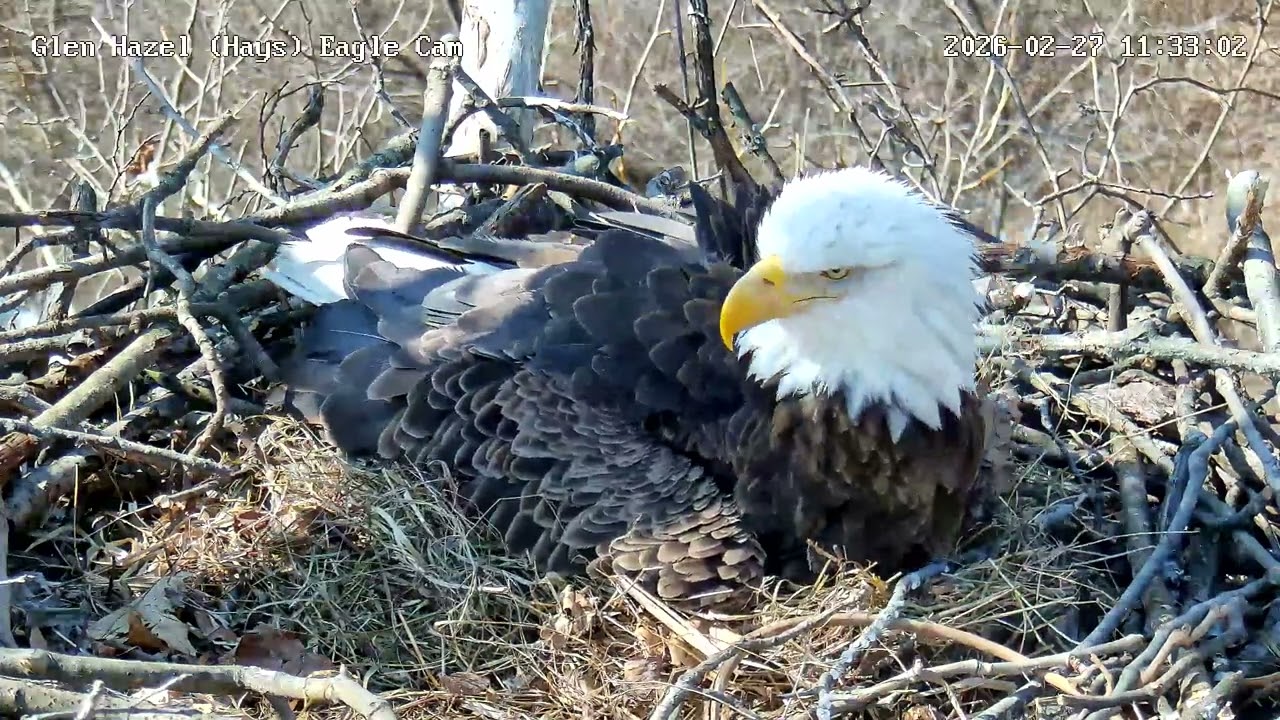 Glen Hazel Eagles Mom Lays Egg #2 2.27.26 11:34:38