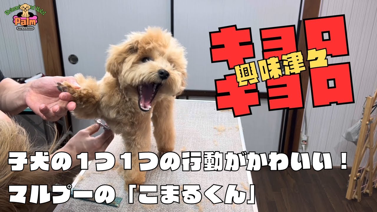 子犬のマルプーを子犬トリミングで男の子らしく！！