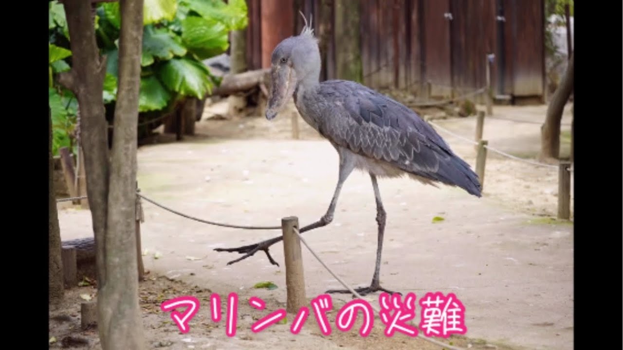 マリンバの災難　ハシビロコウ shoebill in 神戸どうぶつ王国