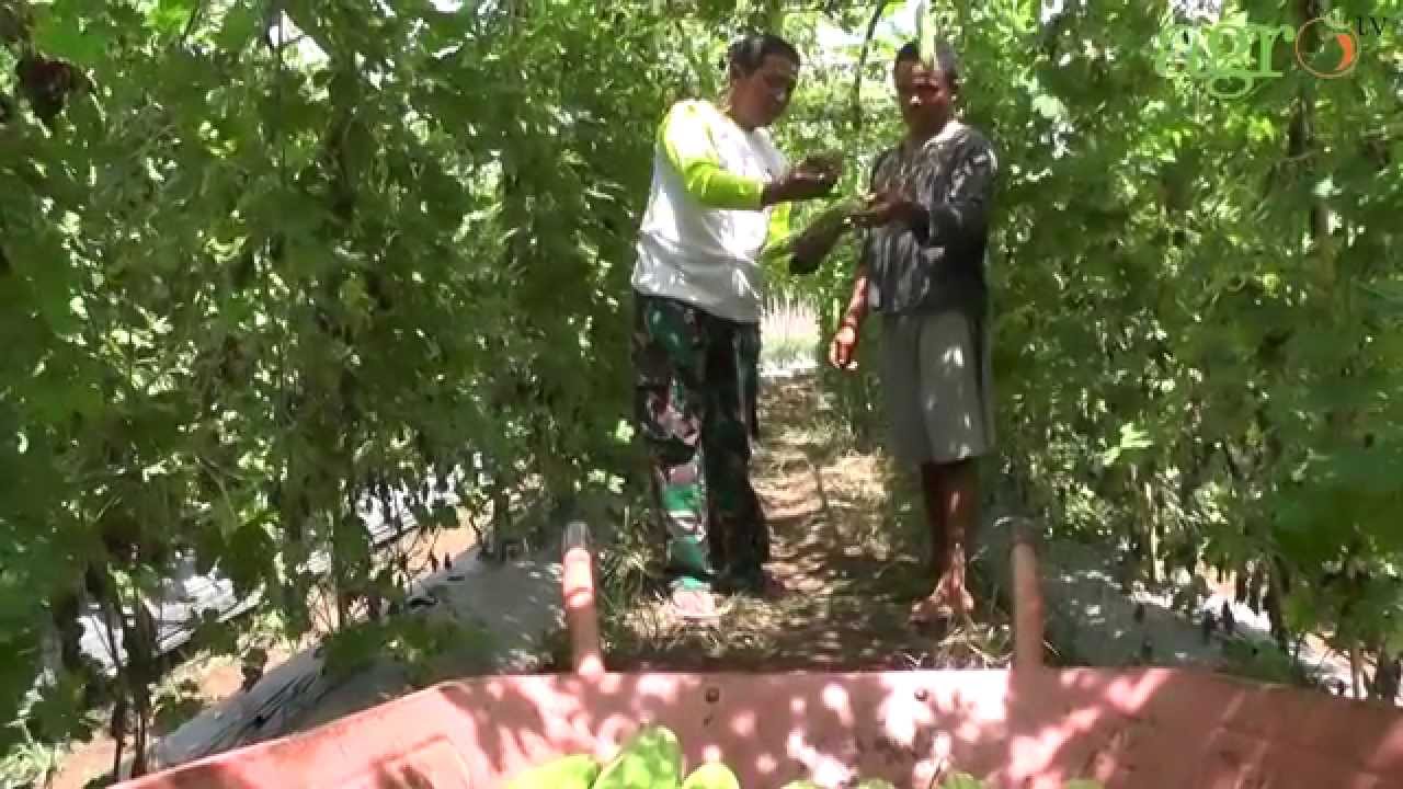 Agro TV-Berkat Sayuran, Roda Nasib Berputar