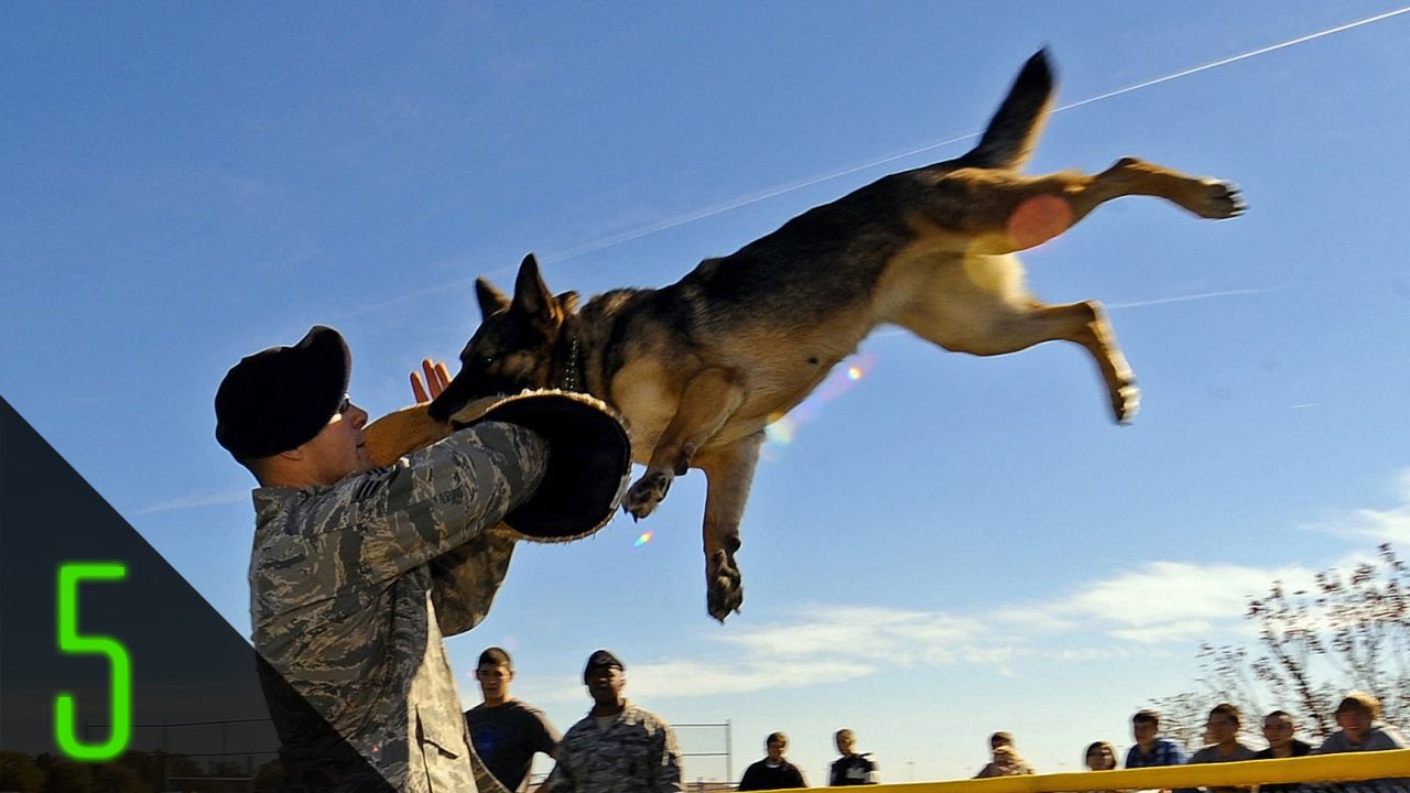 5 Most Incredible Animal Soldiers