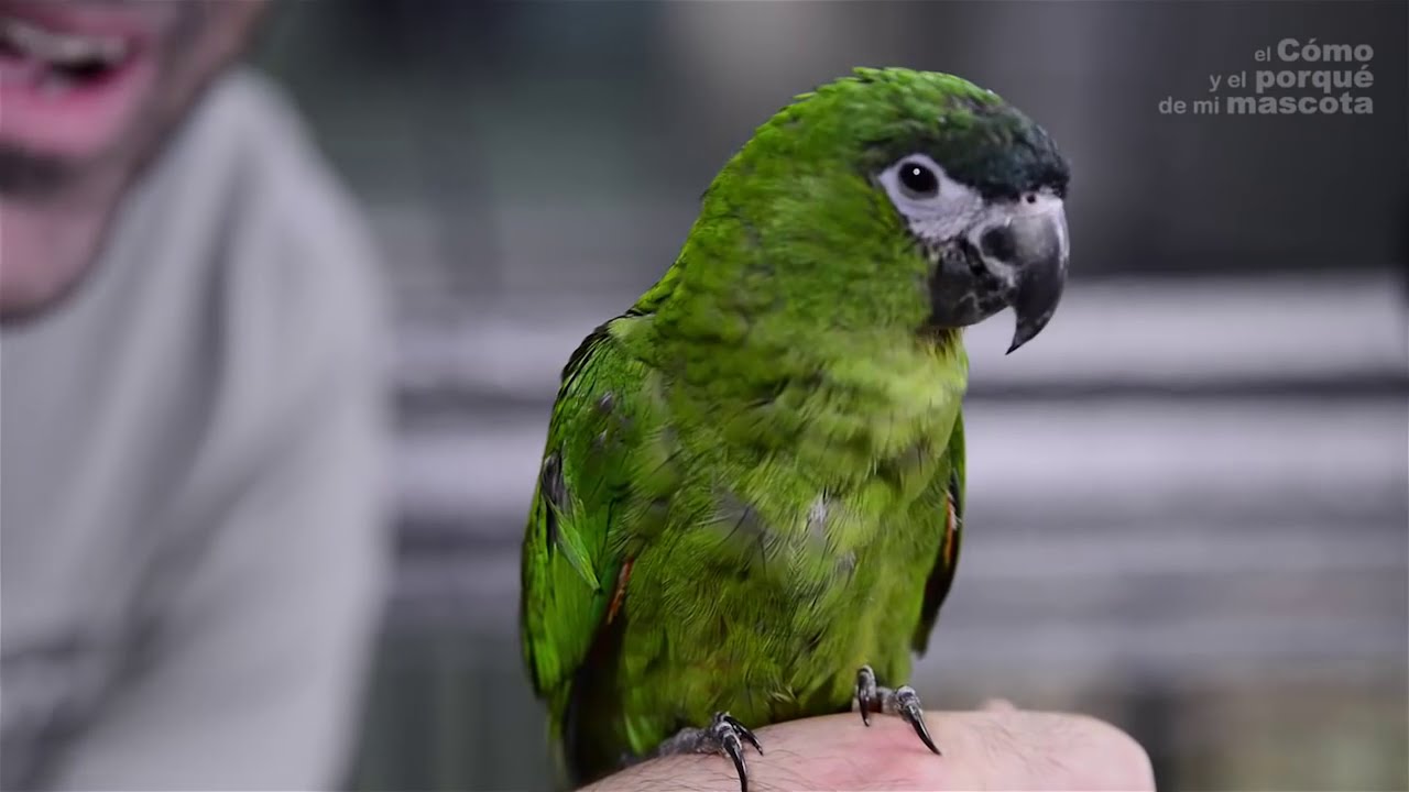 PTAKI – Epoletówka (Diopsittaca nobilis)
