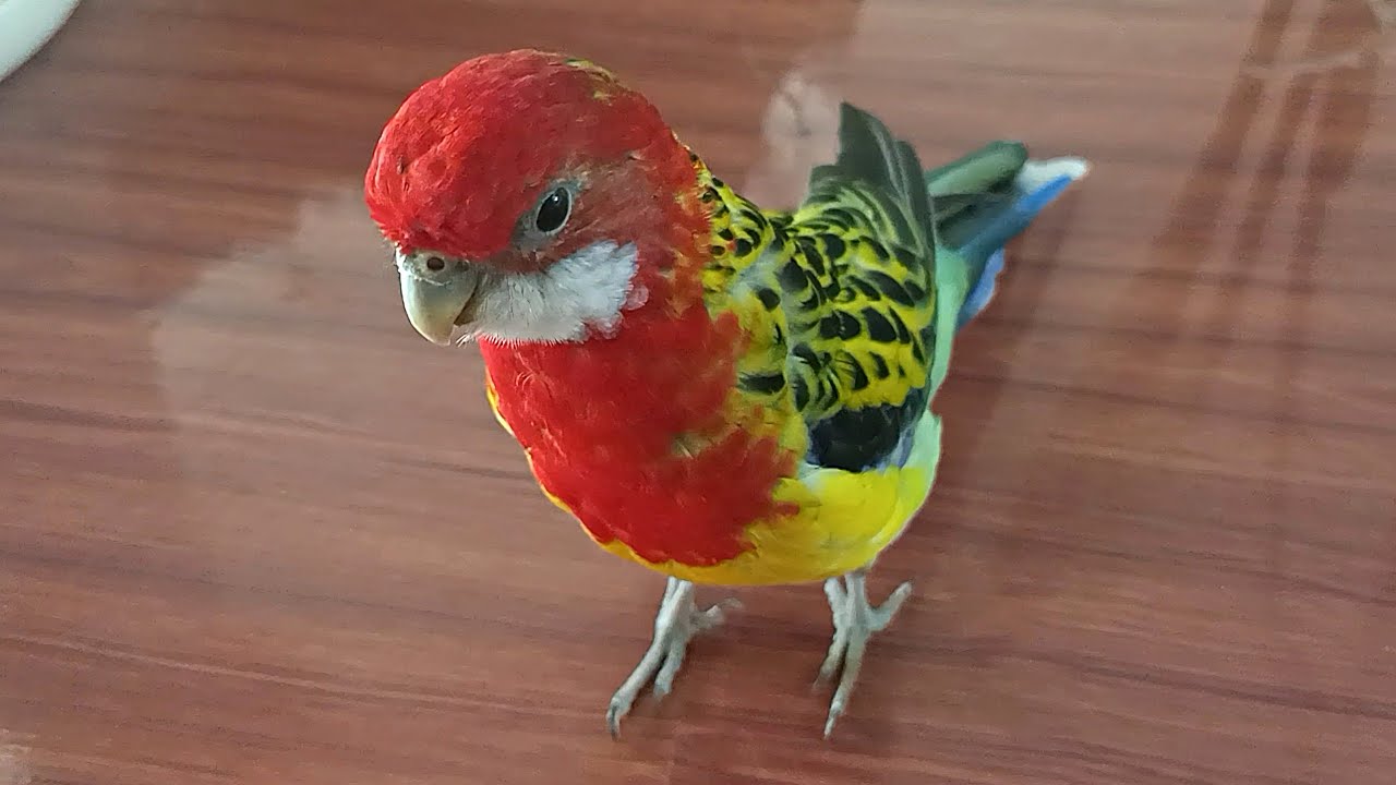 Curious Moments of Eastern Rosella!