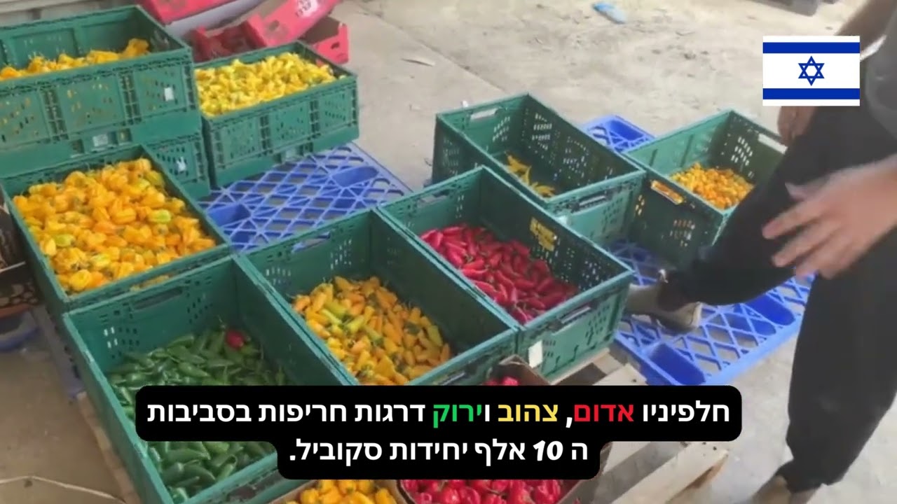 הצגת זני פלפלים חריפים 🌶 - עונת 23/24 , מארז טעימות(צרחות).
