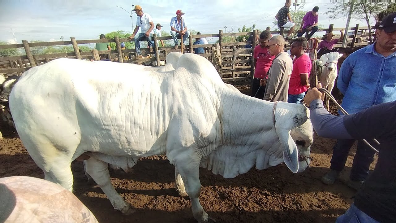 Feira de gado de Tabira-PE (25/02/26)