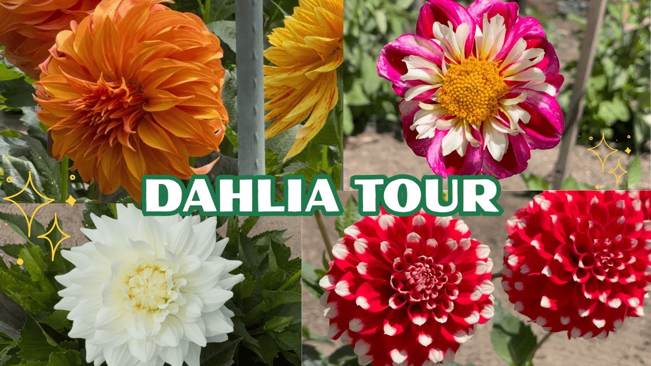 Dahlia Garden Tour – Golden Gate Park’s Secret Flower Garden