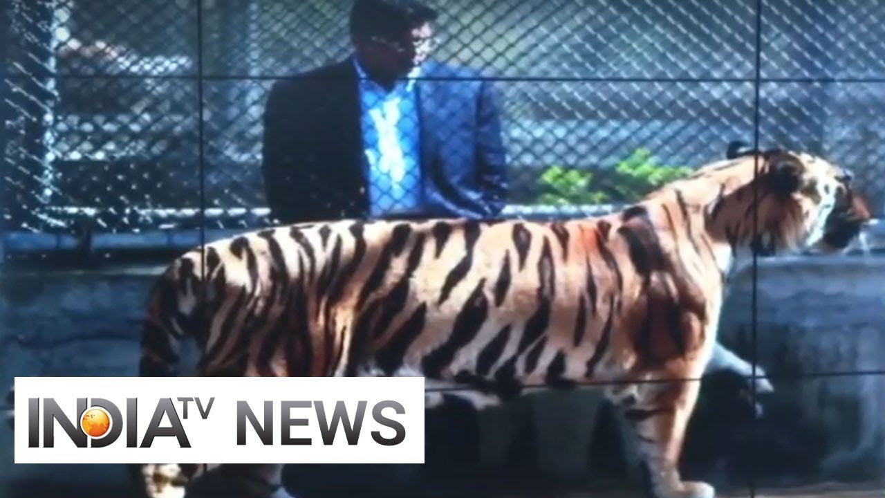 In a first, Nagpur doctors attempt to fit prosthetic limb on tiger's amputated paw