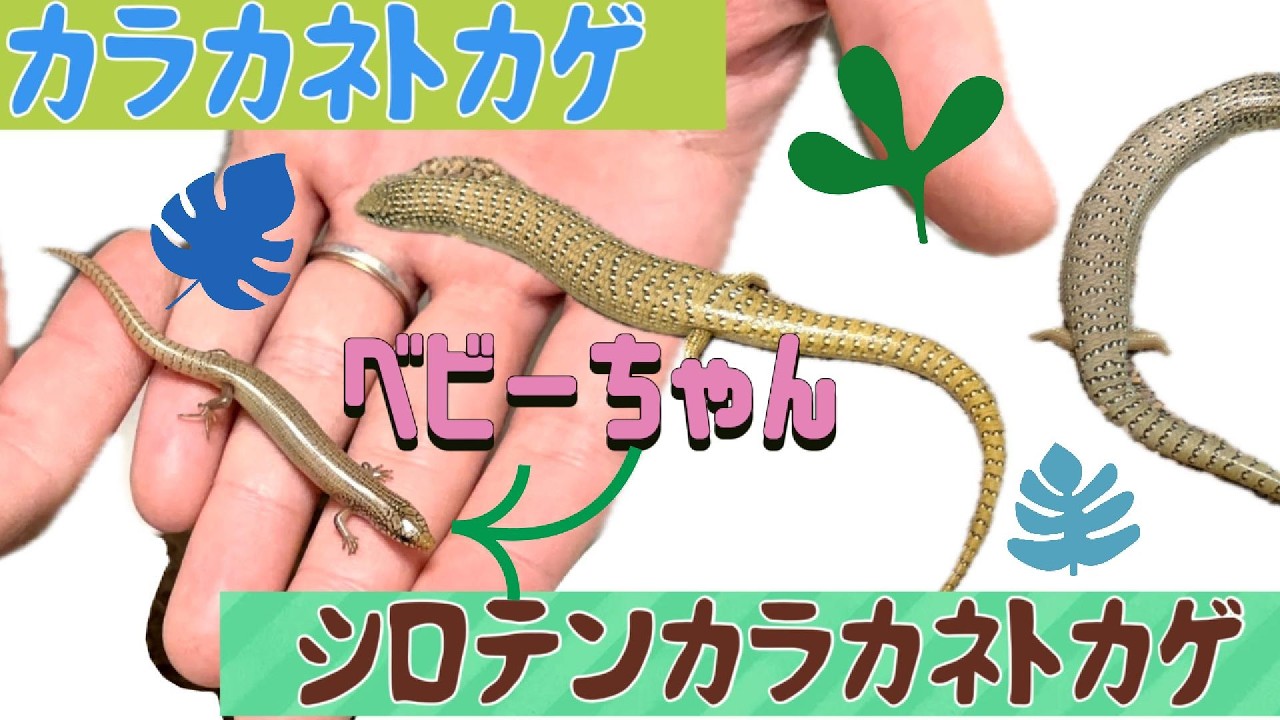 【カラカネトカゲ】可愛いベイビーちゃん産まれてた～