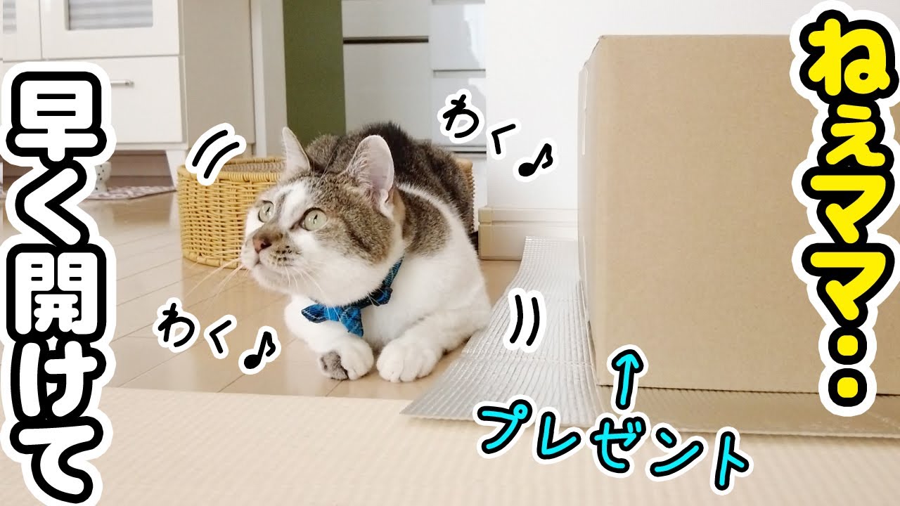 猫たちにプレゼントを用意したら開封前からテンション爆上がりでかわいすぎた