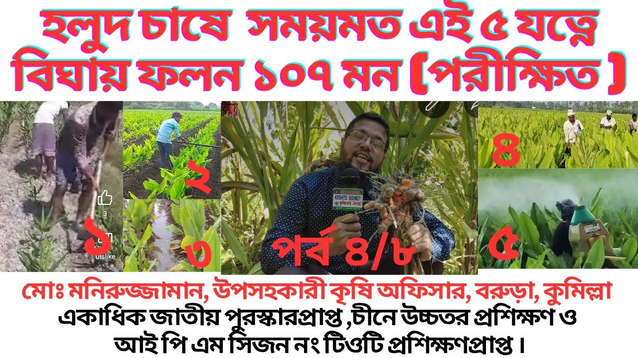 কখন কি করলে অল্প দিনে হলুদ দ্বিগুন ফলন পাবেন।Vartical Turmeric Farming। 6 Amazing Miracles In Garden