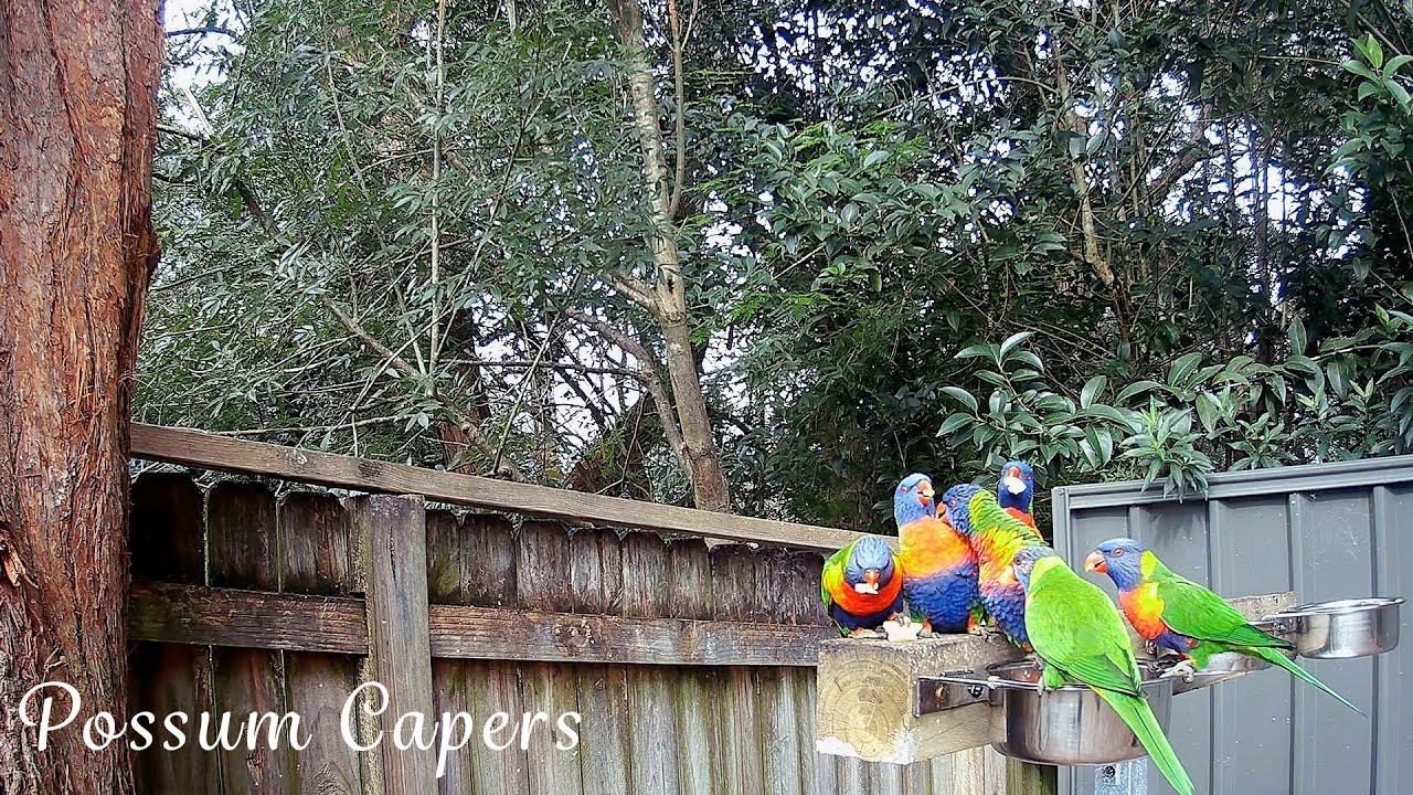 Rainbow Lorikeets Enjoying Fruit