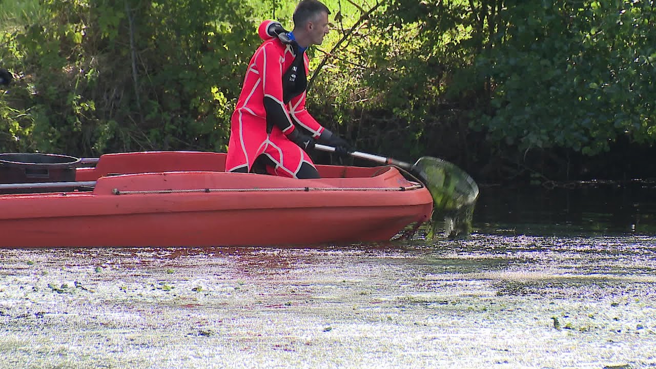 Thouars. Plusieurs centaines de poissons retrouv&eacute;s morts &agrave; la surface du Thouet