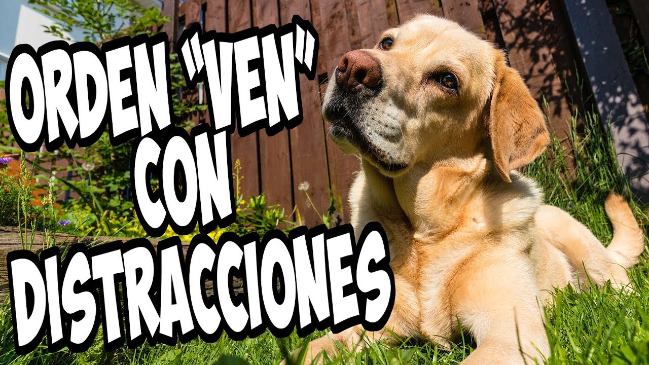 Enseña a tu Perro a VENIR con DISTRACCIONES (FÁCIL y EFECTIVO)