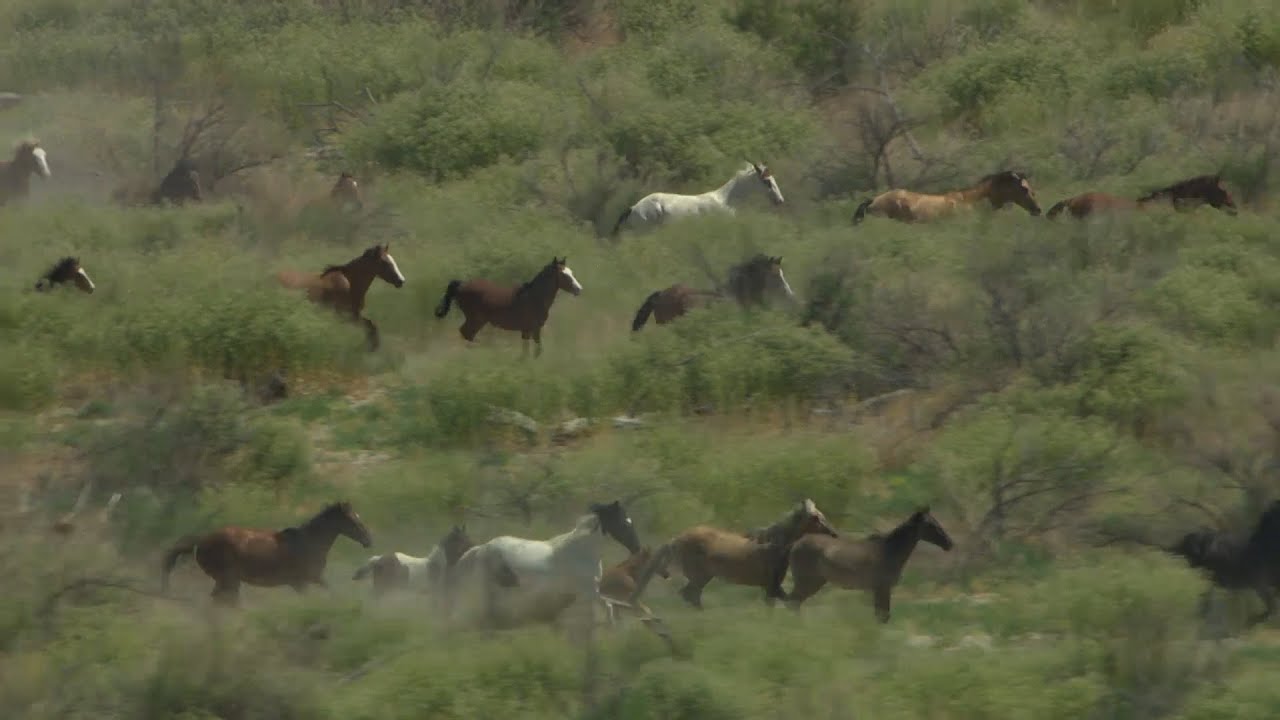 Ultimate Photo Tour: Wild Horses & Bald Eagles in the Carson Valley | Outdoor Nevada
