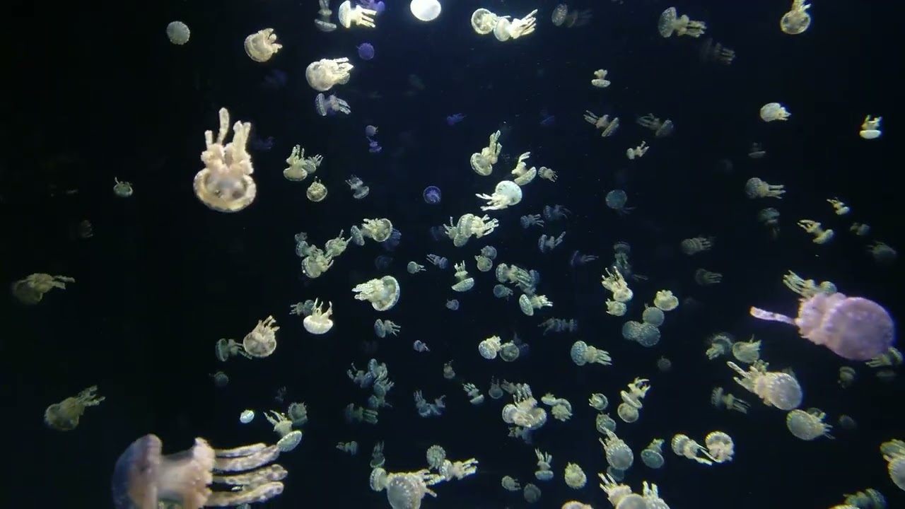 夢境深海放鬆音樂