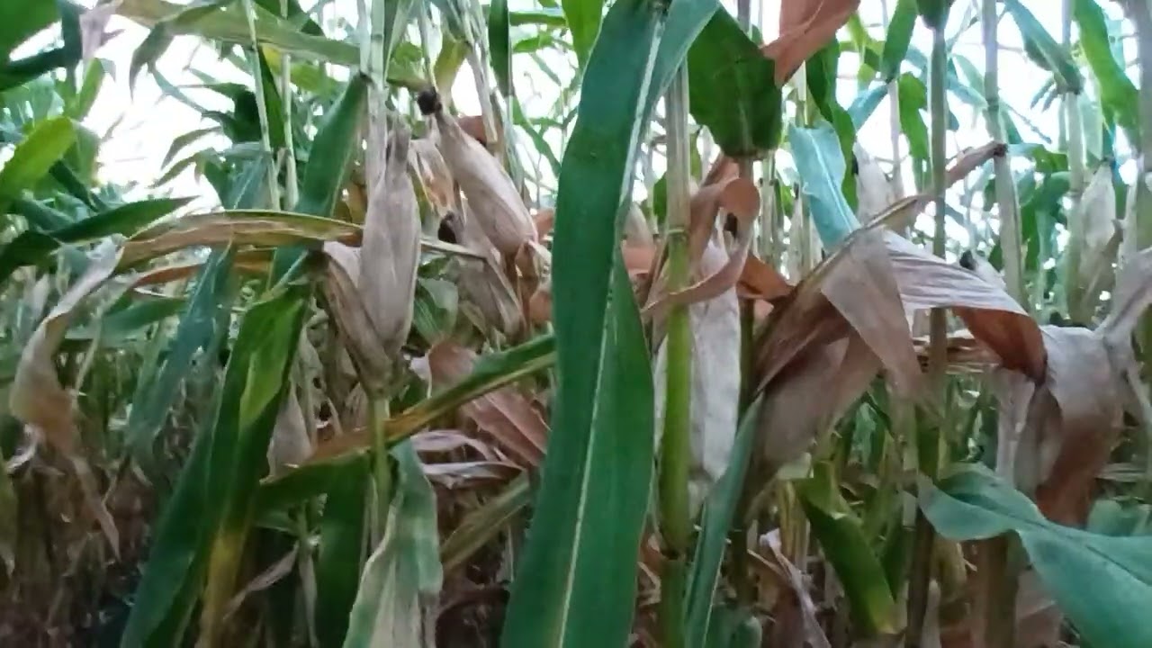 मका  पिकातील  3लाईन 2 लाईन फेल की पास 