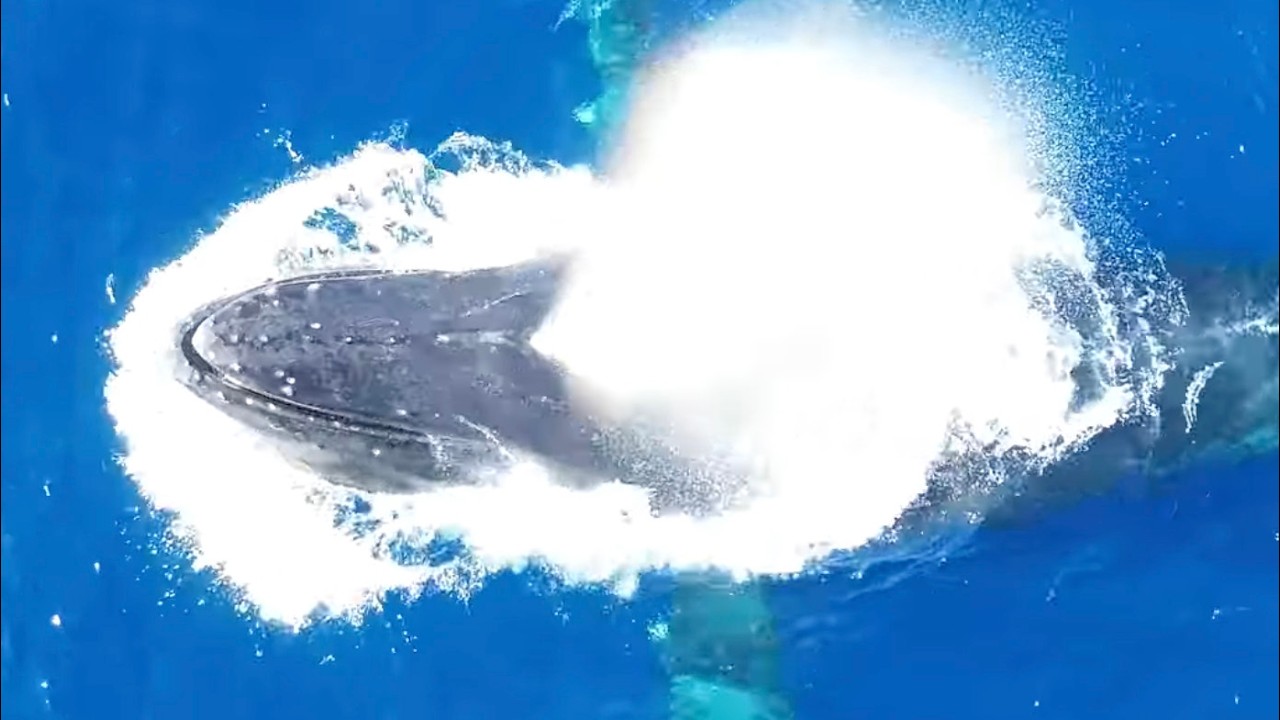 Shark Swimming Near Giant Humpbacks in Maui