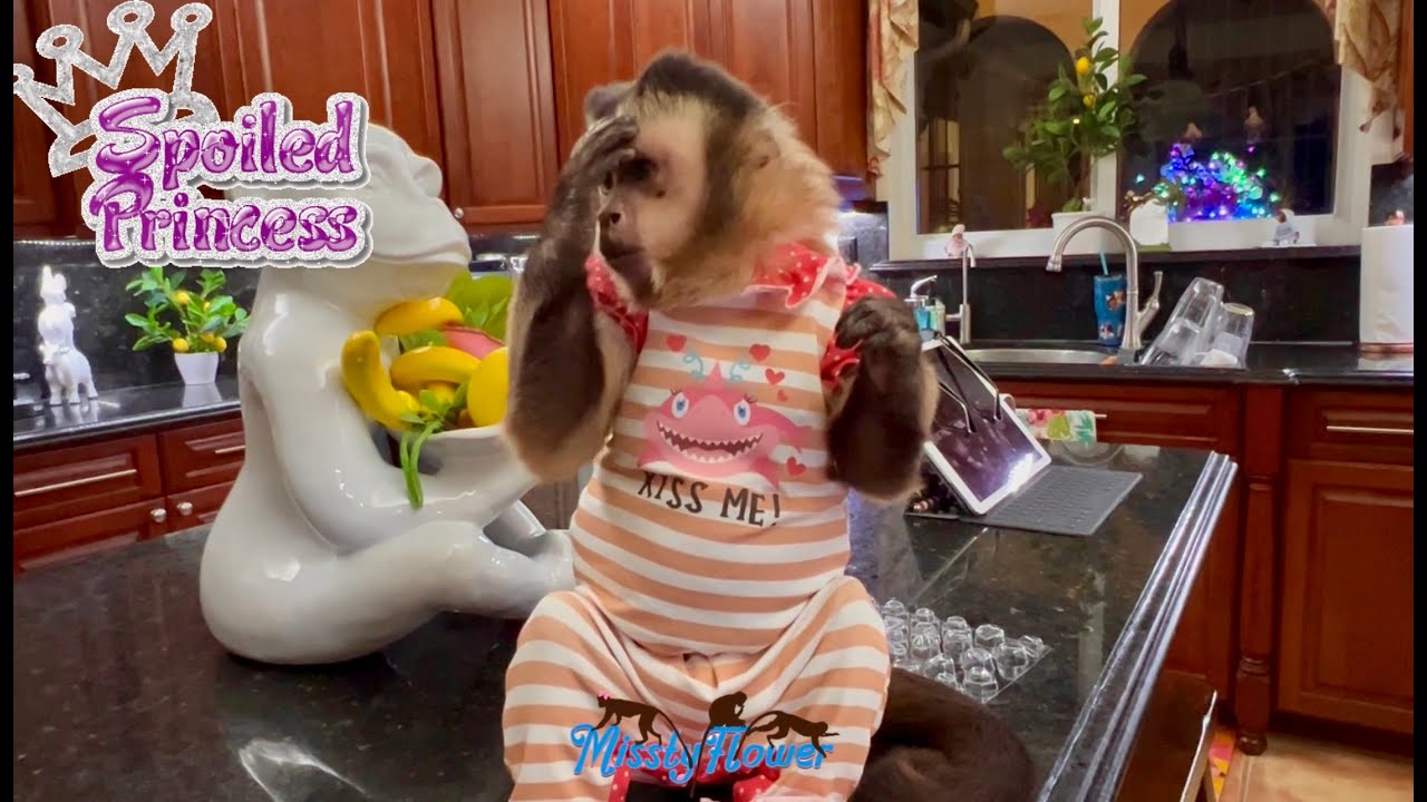 The MOST SPOILED GIRL MONKEY of the World with her papa & plays with her toys! “Angelika”