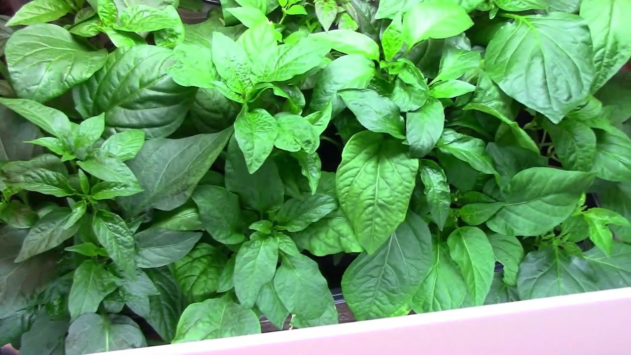 When To Start Pepper Seeds Indoors - A Few Things You Should Know