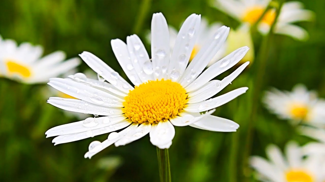 Flower Relaxation Music Live | RMH 2
