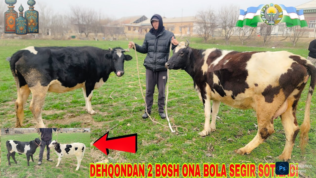☎️+99899.520.24.98 DEHQONDAN 2 BOSH ONA BOLA SEGIR SOTILADI