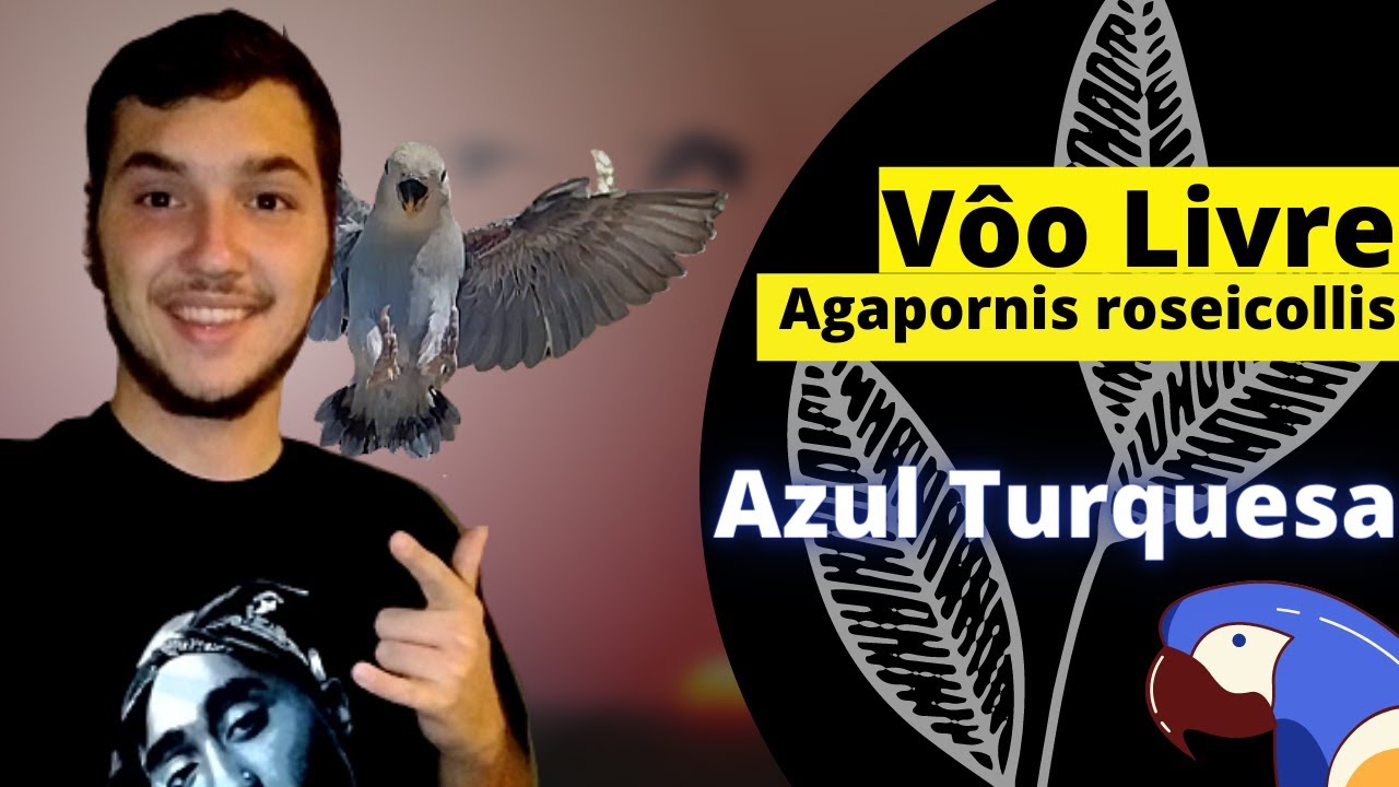 🐦[INCRÍVEL]Agapornis roseicollis Adestrado Voo Livre