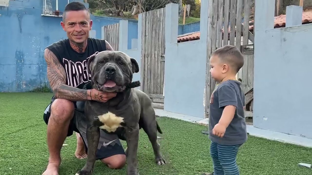 O GIGANTE AZUL ELVIZ MOLOSSOS ESCAPOU