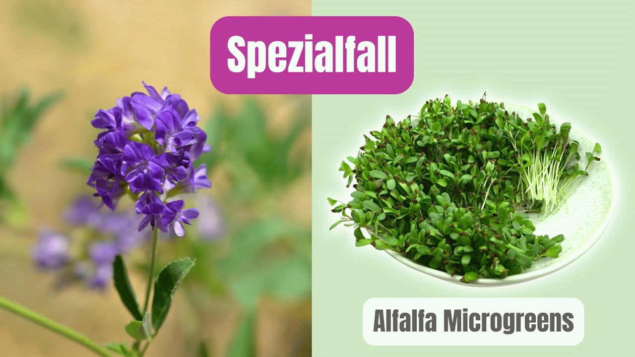 Alfalfa Microgreens | Kein Superfood – sondern ein Spezialfall
