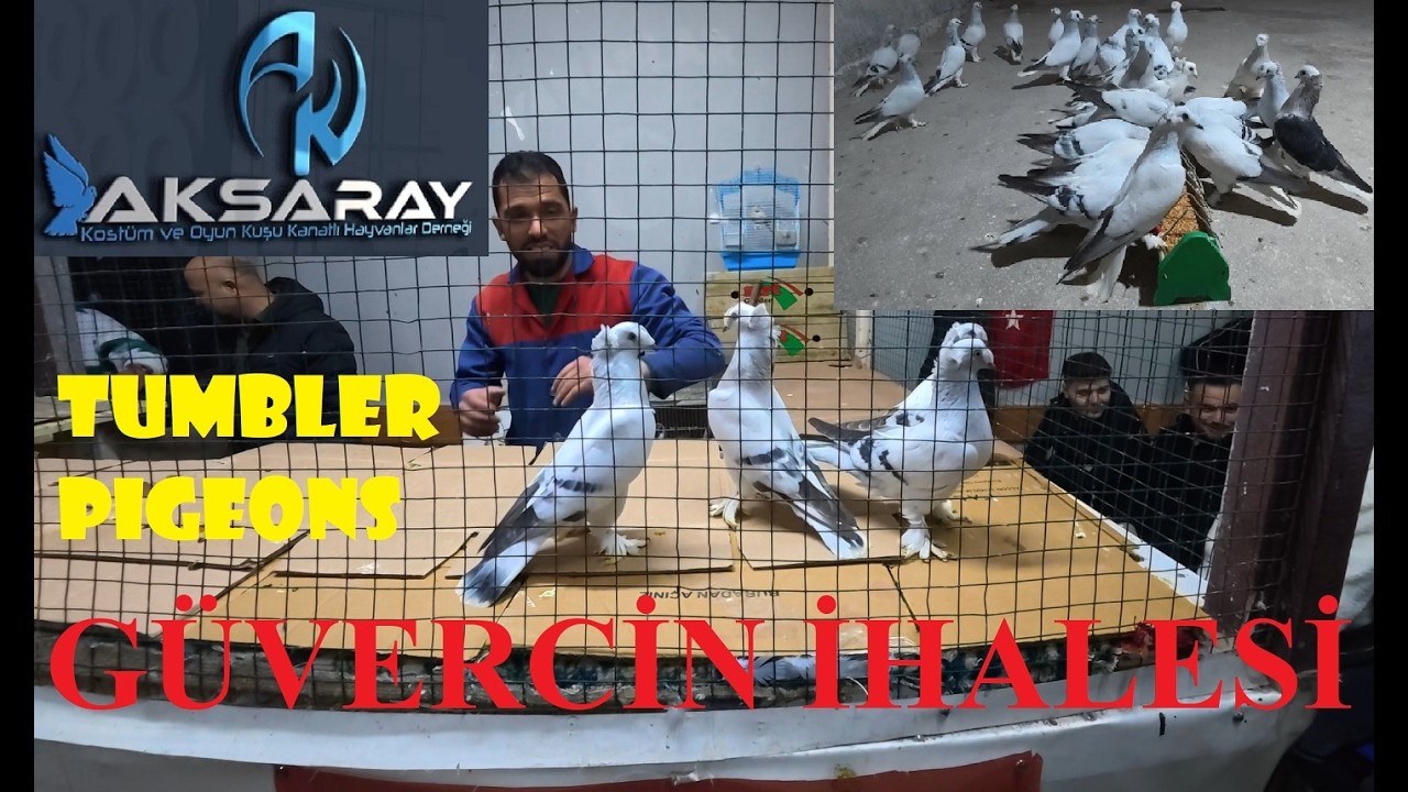 Aksaray Güvercin İhalesi 1.Bölüm