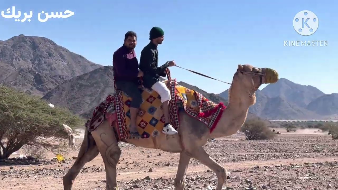 #منتزة‬⁩ البيضاء البري المدينة المنورة وفعاليات العيد مع الصغار 🔥😍