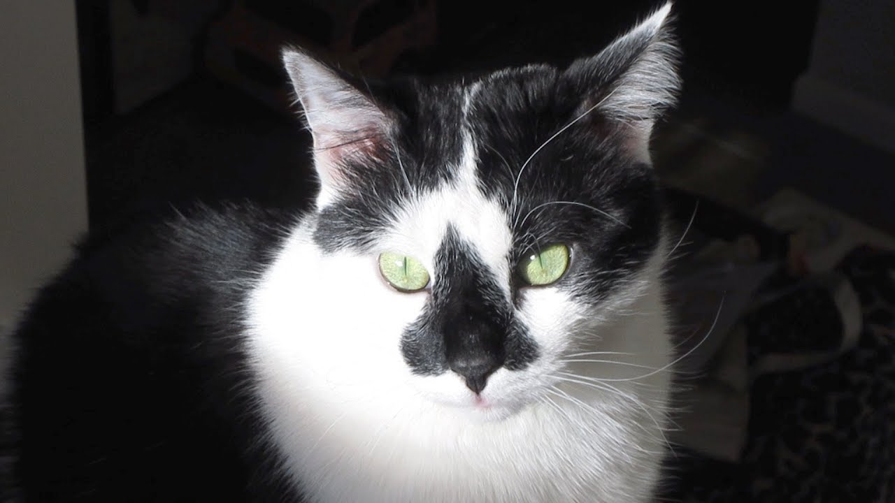 Boo Year 2 # 102 - Play Time With New Cat Toys, Chicken Necks For Hydrox, Sunny Catnip Beach