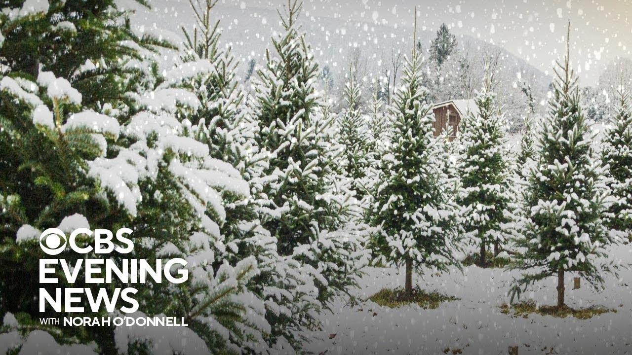 California woman rents out sustainable Christmas trees