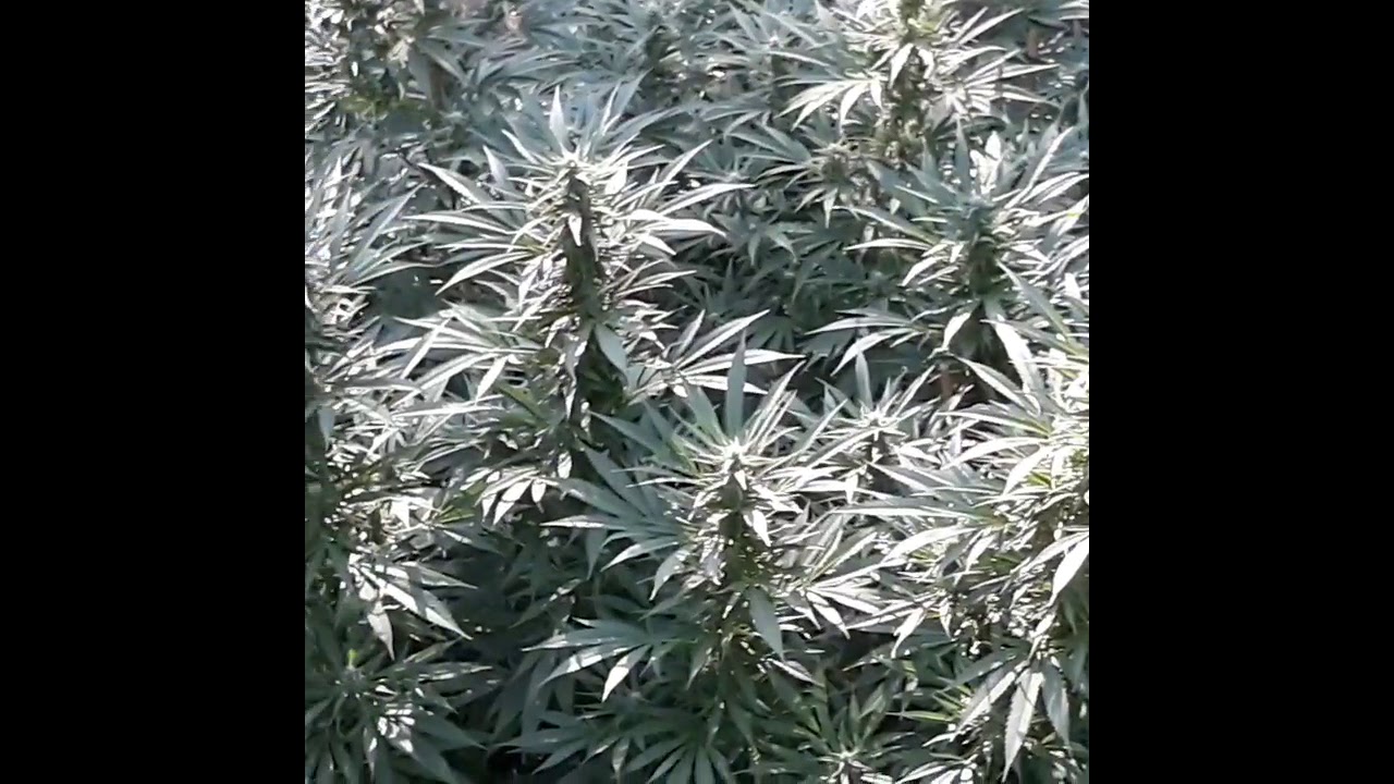 Michigan Outdoor marijuana grow clip - 2019