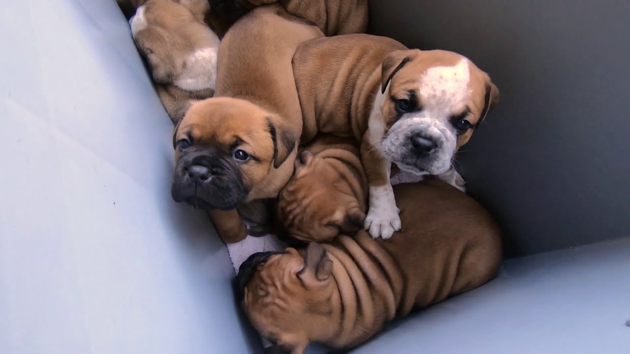 I- und J-Wurf im Herbst : Asgards Pride Bulldogs - Full HD