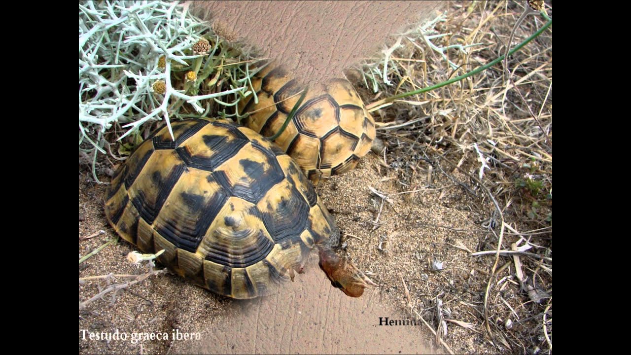 Reptiles and amphibians on the Greek Island of Lesbos