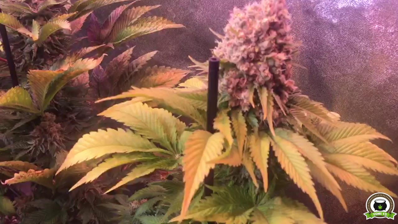 Cultivo marihuana LEC+LED de interior, explicaci&oacute;n completa