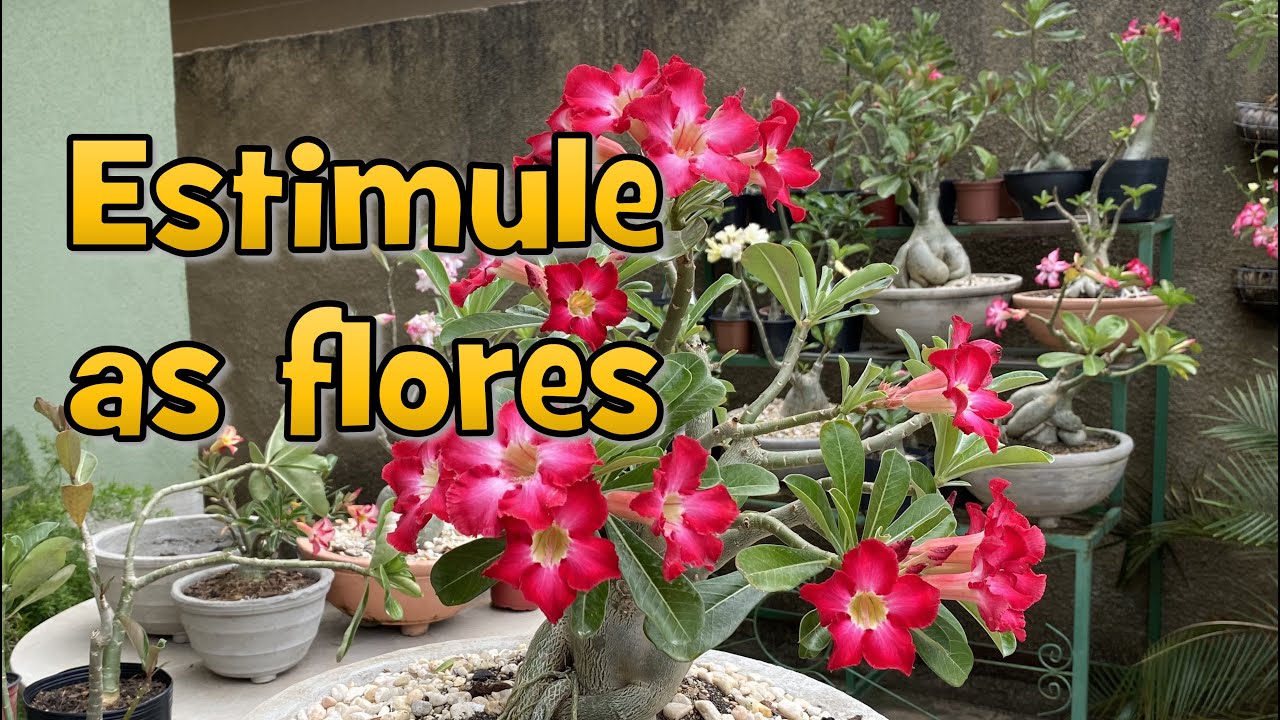 Como fazer a Rosa do Deserto FLORIR