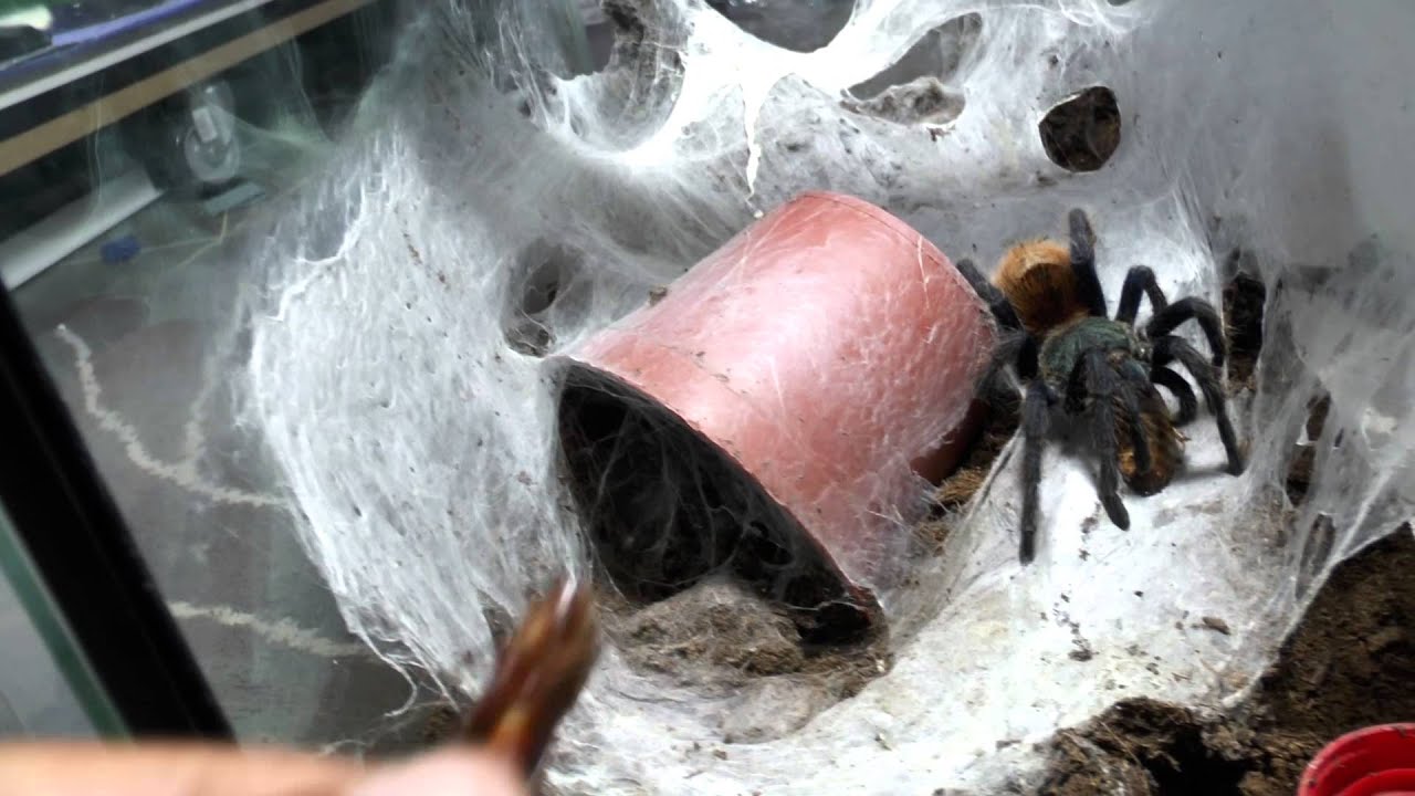Tarantula feeding video